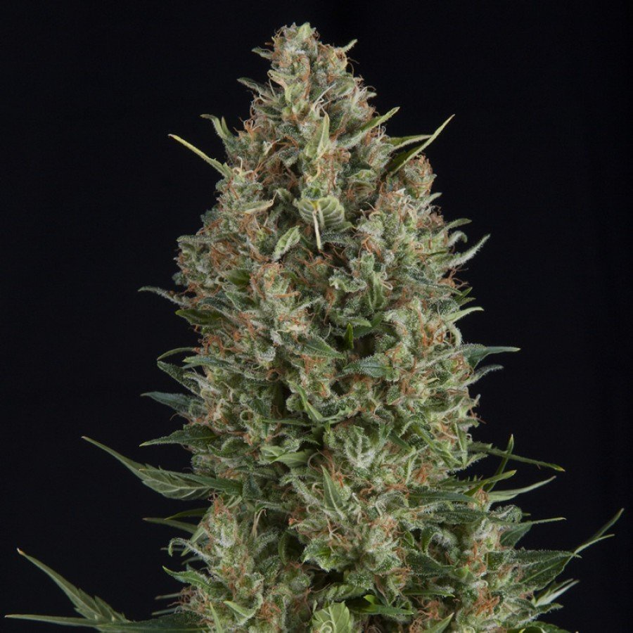 Pyramid Seeds - Wembley (fem.)