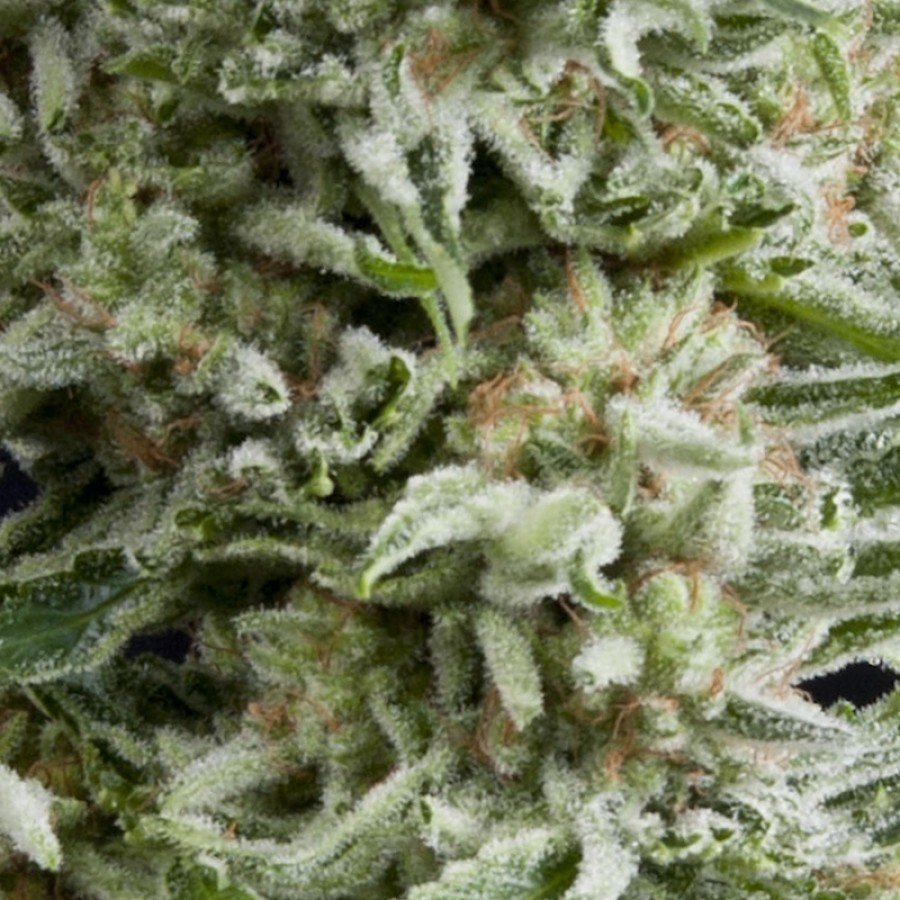 Pyramid Seeds - Auto Amnesia Gold (auto/fem.)