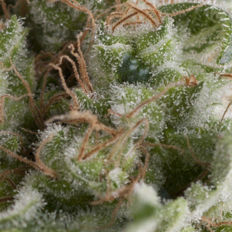 Pyramid Seeds - Auto American Pie (auto/fem.)
