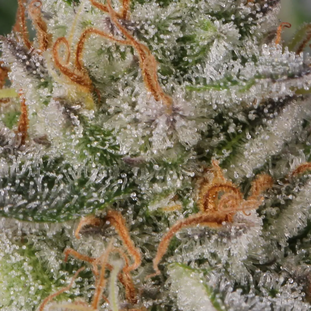 Paradise Seeds - Glowstarz (fem.)