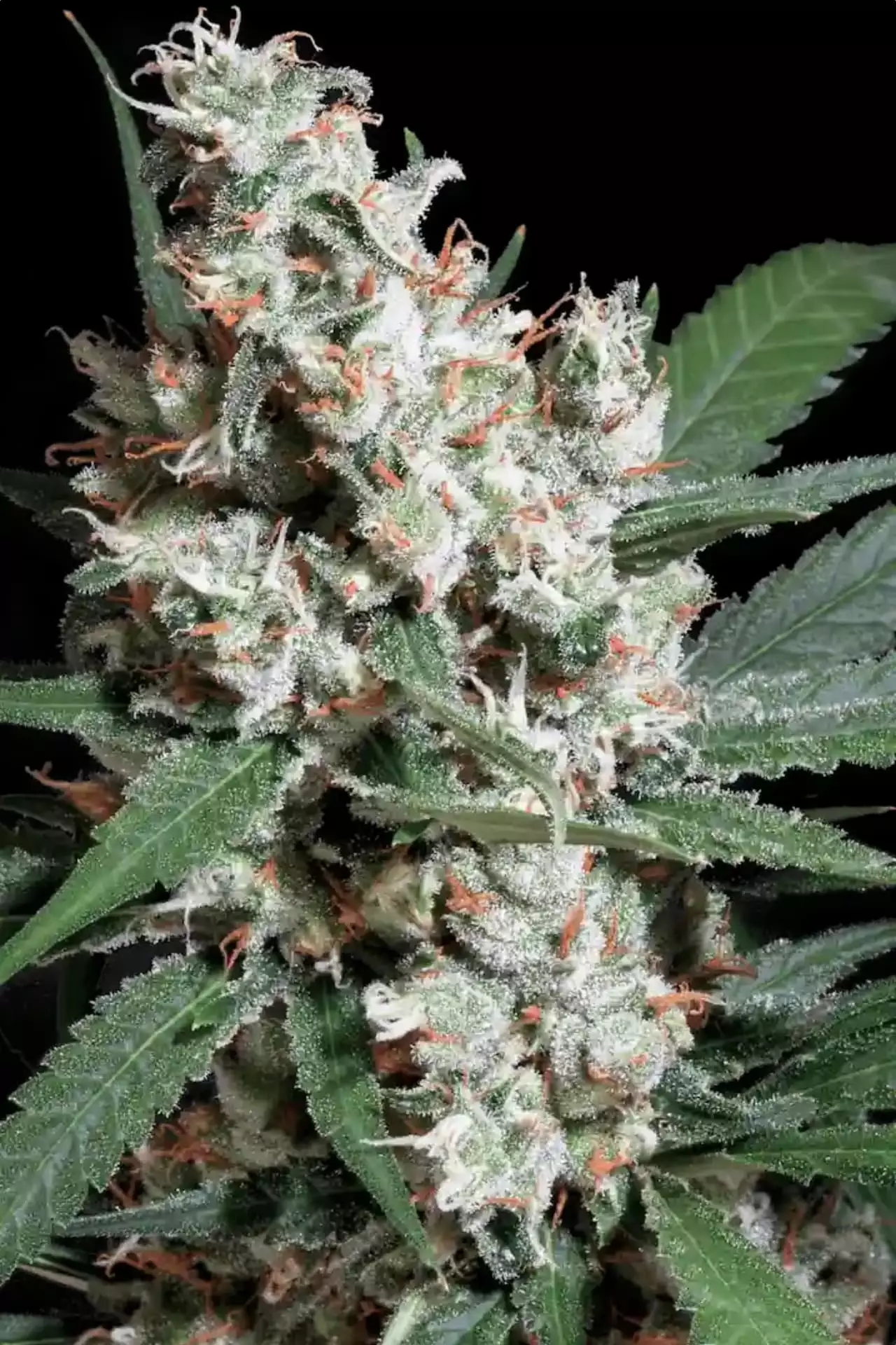 Paradise Seeds - L.A. Amnesia (fem.) 🏆