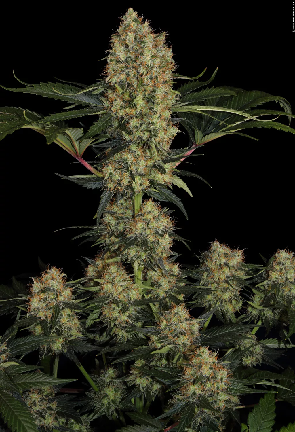 Paradise Seeds - Mendocino Skunk (fem.)