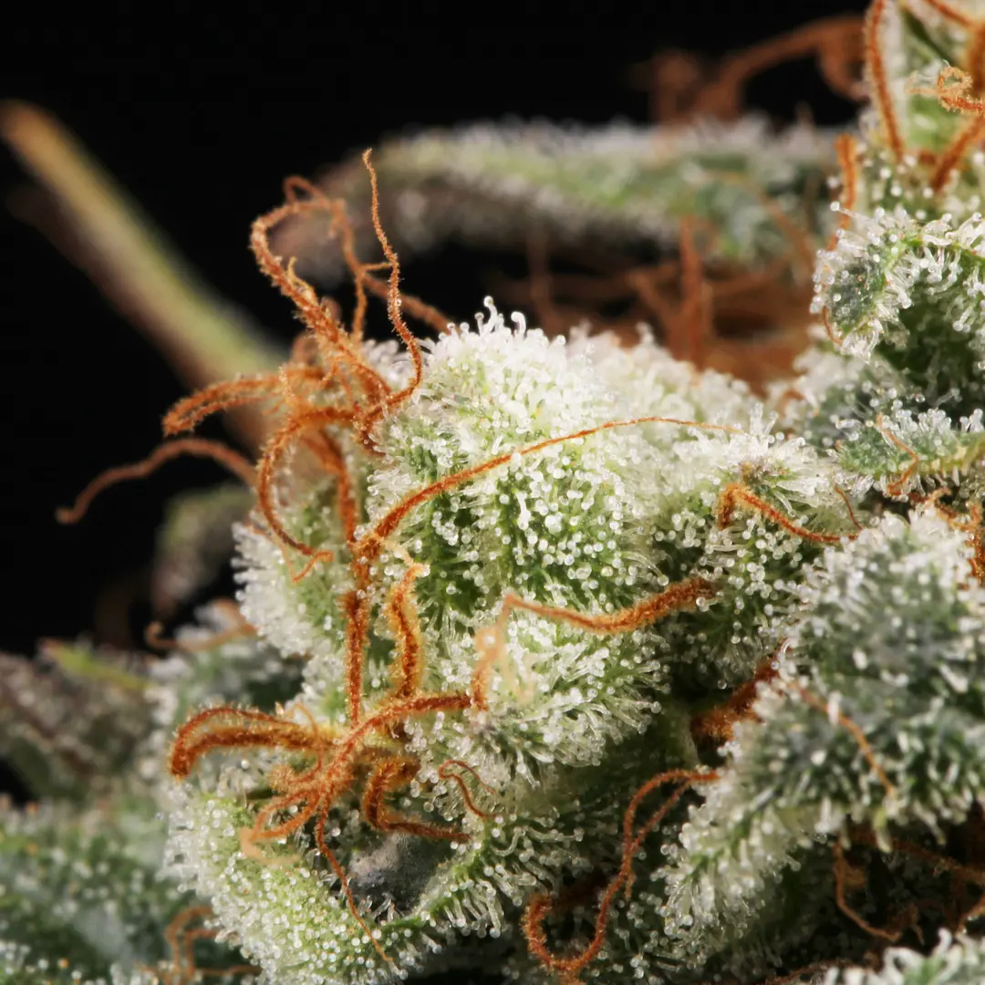 Paradise Seeds - Mendocino Skunk (fem.)