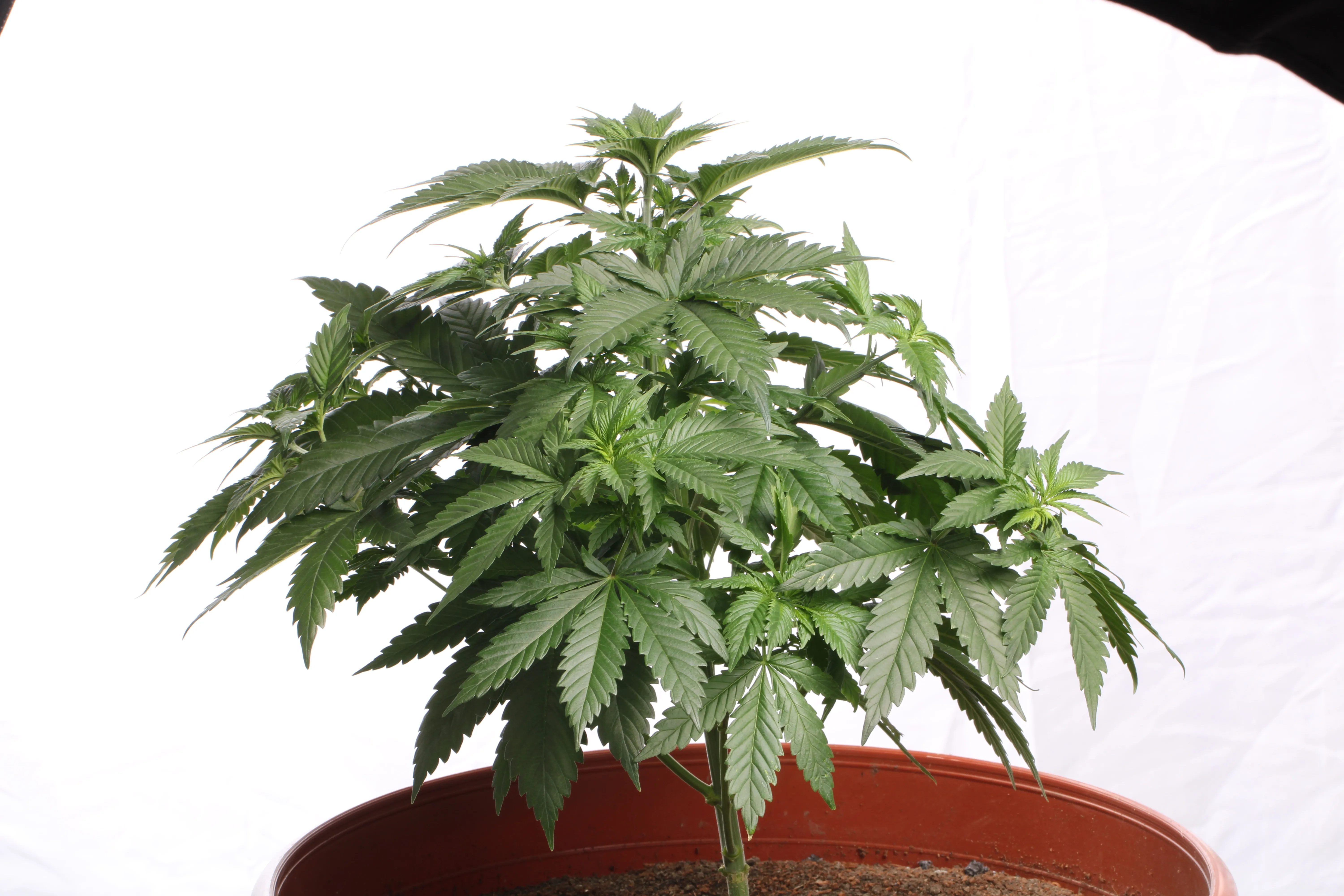 Paradise Seeds - Mendocino Skunk (fem.)