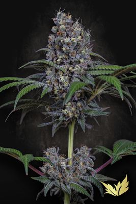Paradise Seeds - Sweetopia (fem.) 09157