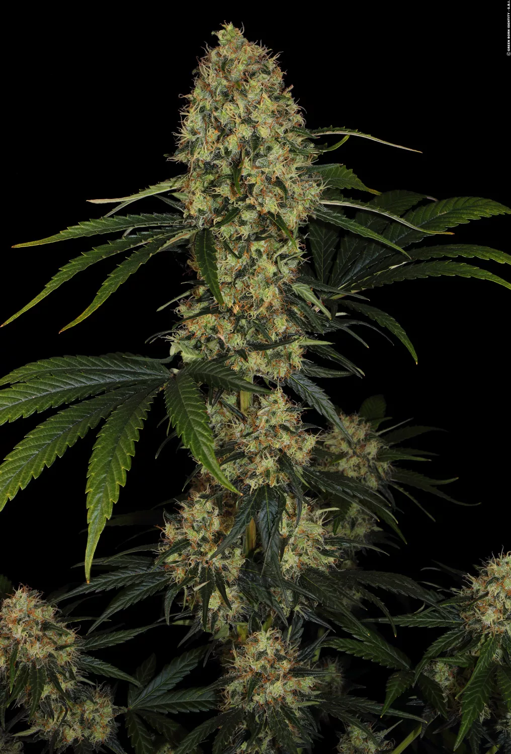 Paradise Seeds - L.A. Amnesia (fem.) 🏆