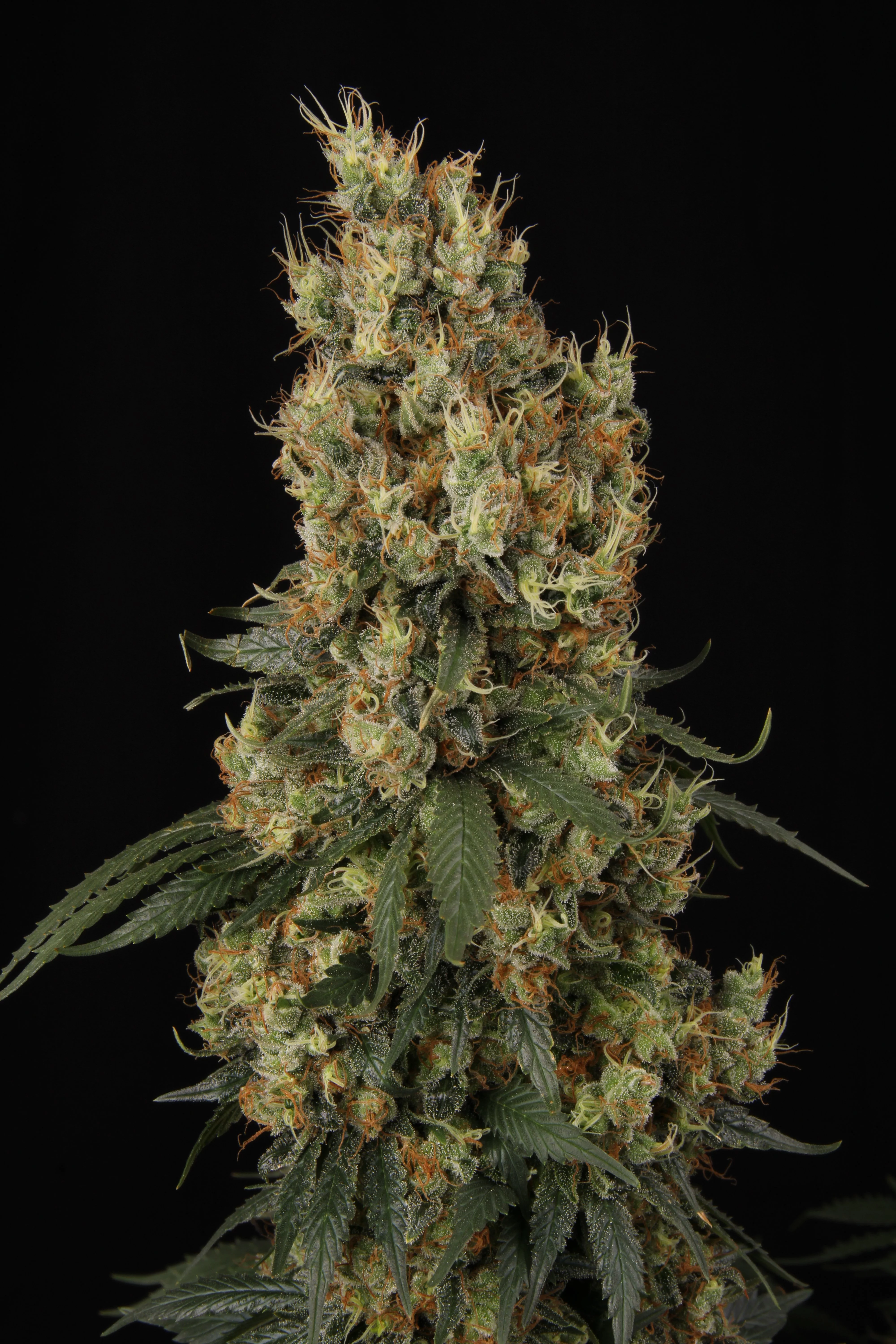 Paradise Seeds - Mendocino Skunk (fem.)
