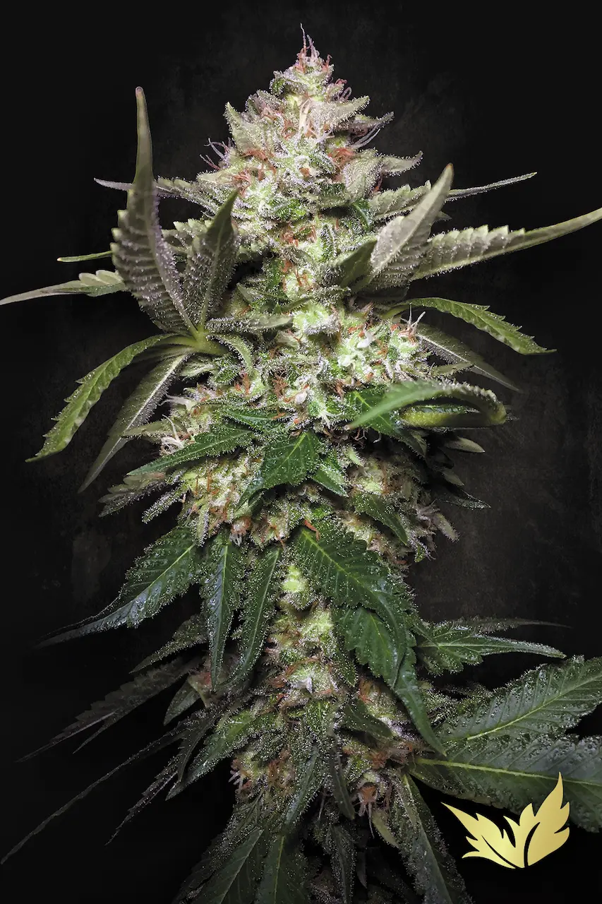 Paradise Seeds - Auto Kong 4 (auto/fem.)