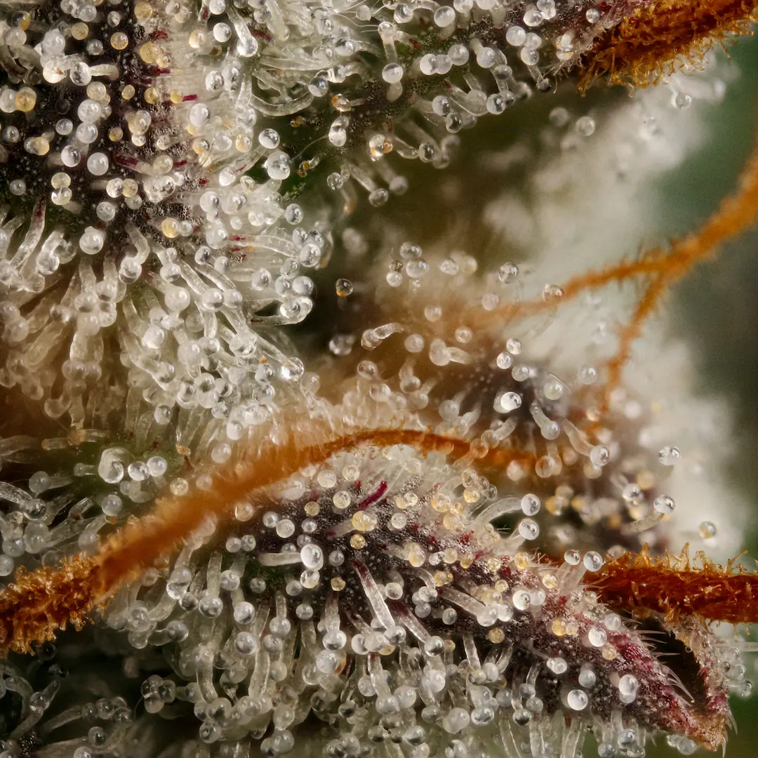 Paradise Seeds - Lemonade Auto (auto/fem.)