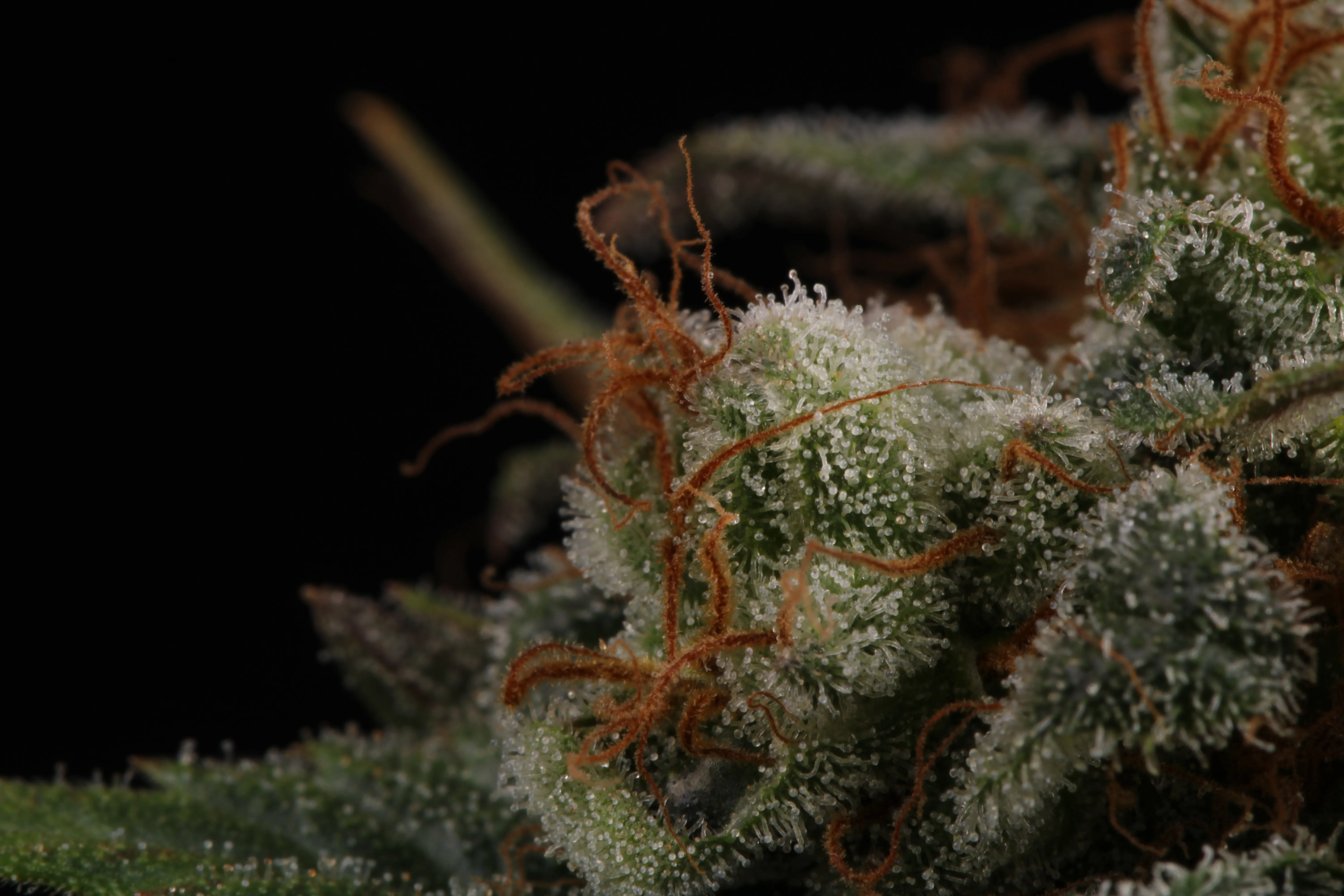 Paradise Seeds - Mendocino Skunk (fem.)