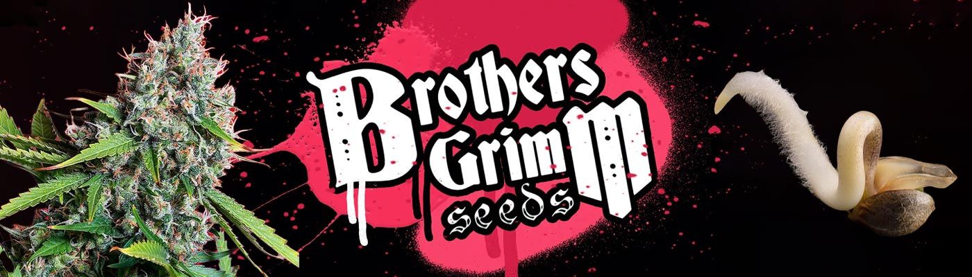 Brothers Grimm Seeds - Apollo 13 (reg.) 🇺🇸