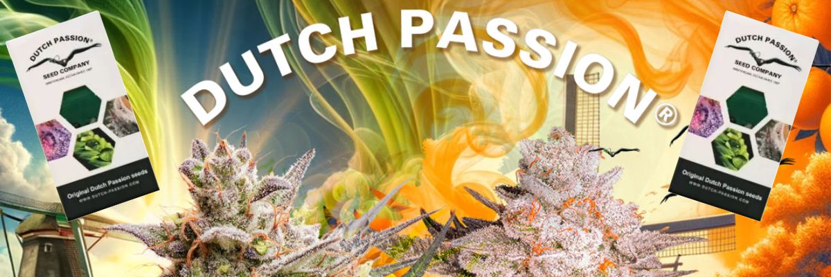 Dutch Passion - Blue Zushi (fem.)