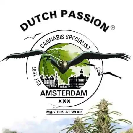 Dutch Passion - Blue Zushi (fem.)