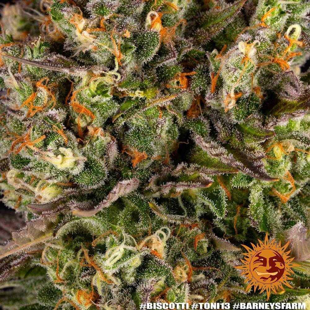 Barney's Farm - Biscotti (fem.)