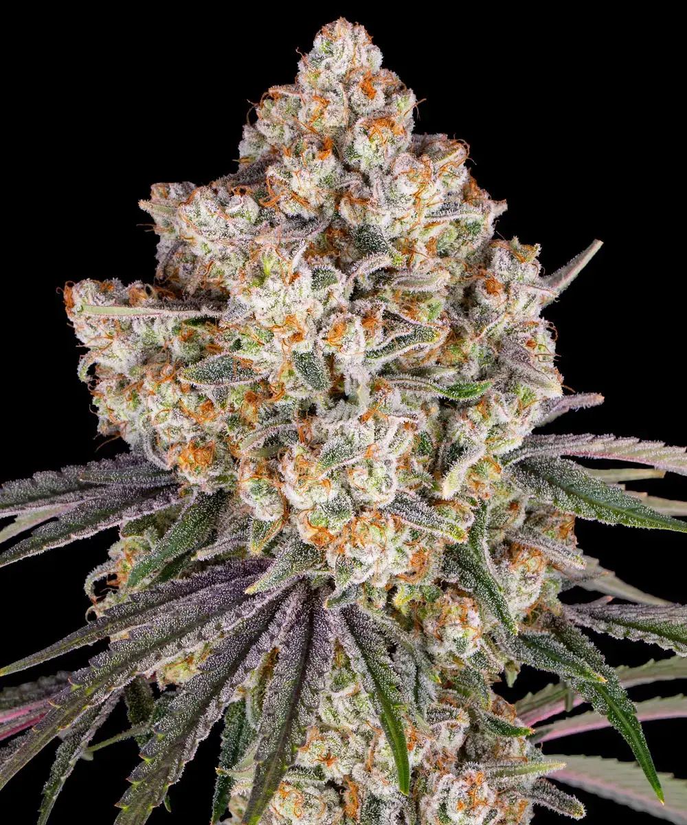 Barney's Farm - Ice Cream Cake (fem.)