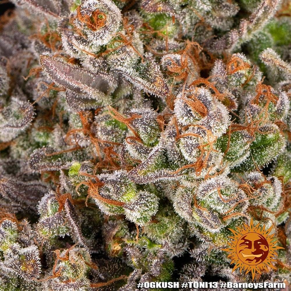 Barney's Farm - OG Kush (fem.)