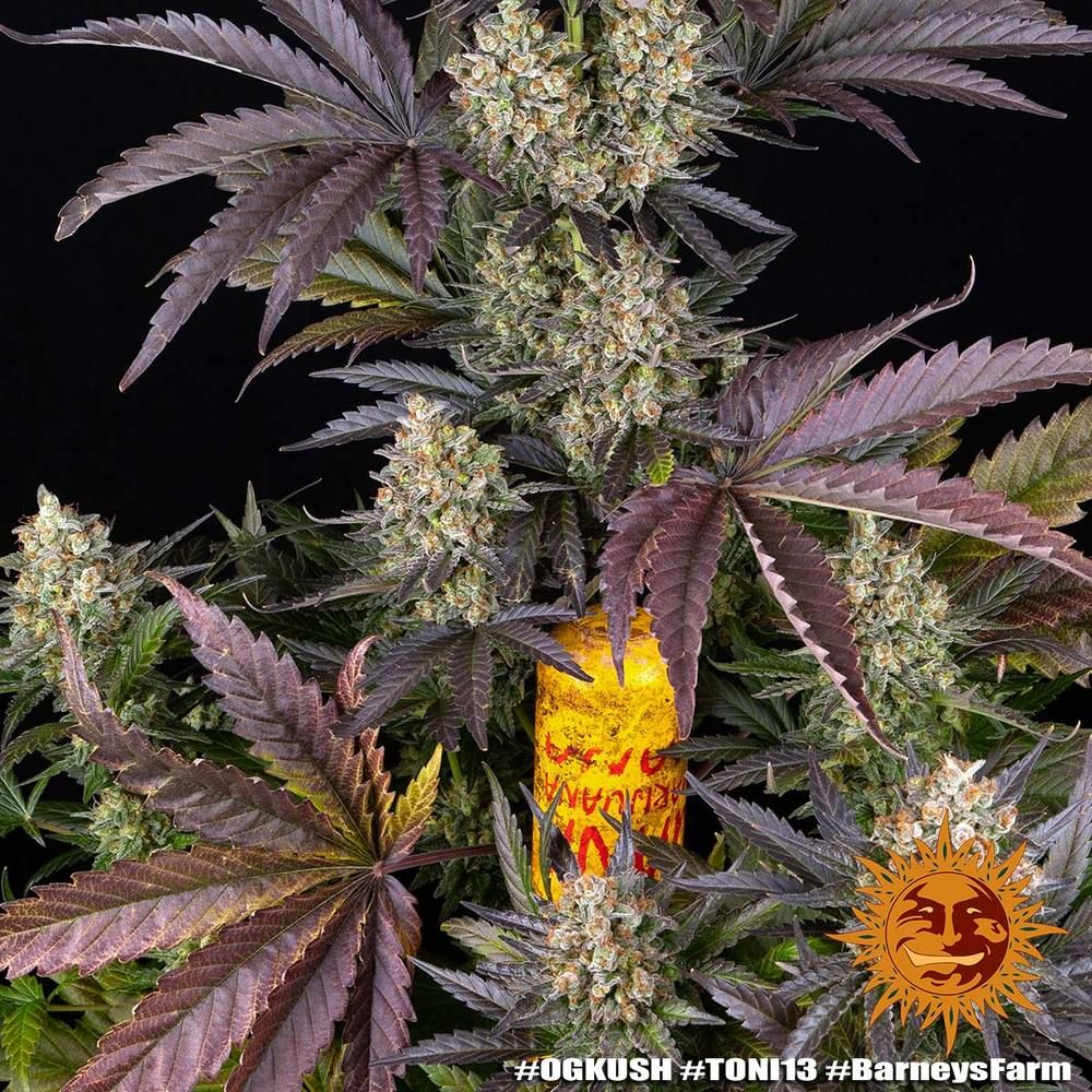 Barney's Farm - OG Kush (fem.)