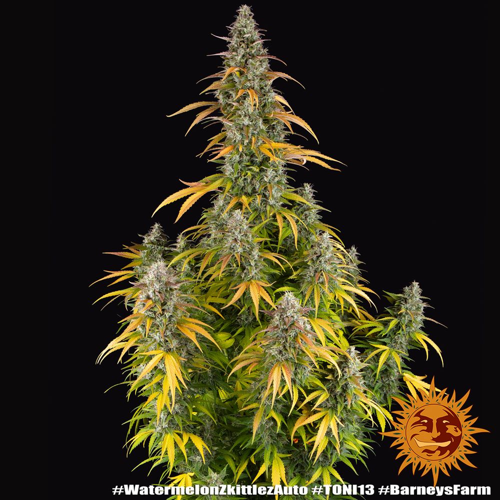 Barney's Farm - Watermelon Zkittlez Auto (auto/fem.)