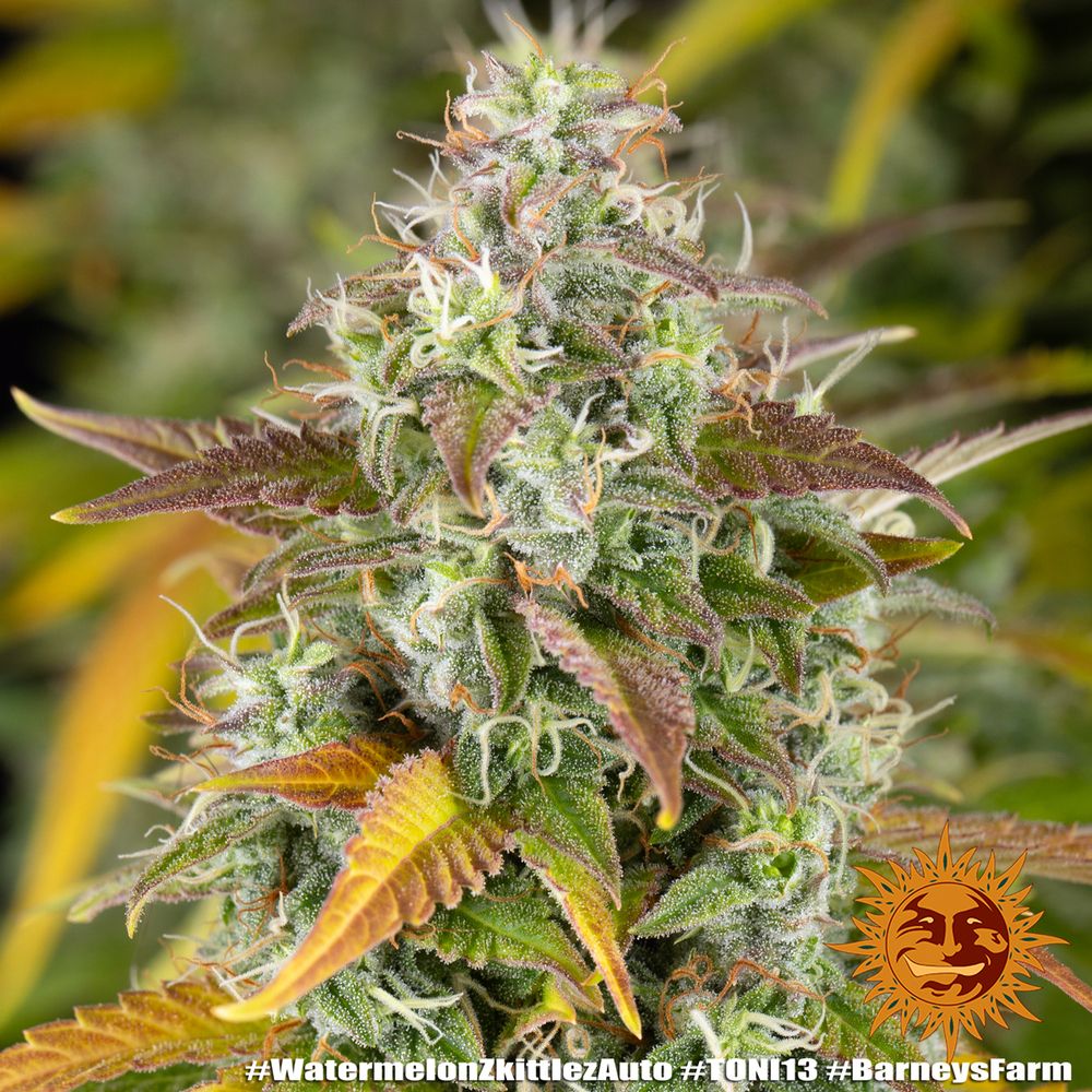 Barney's Farm - Watermelon Zkittlez Auto (auto/fem.)