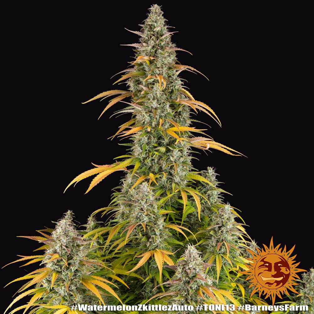 Barney's Farm - Watermelon Zkittlez Auto (auto/fem.)