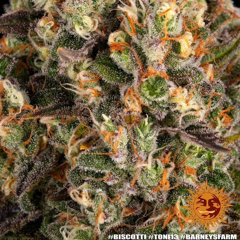 Barney's Farm - Biscotti (fem.)