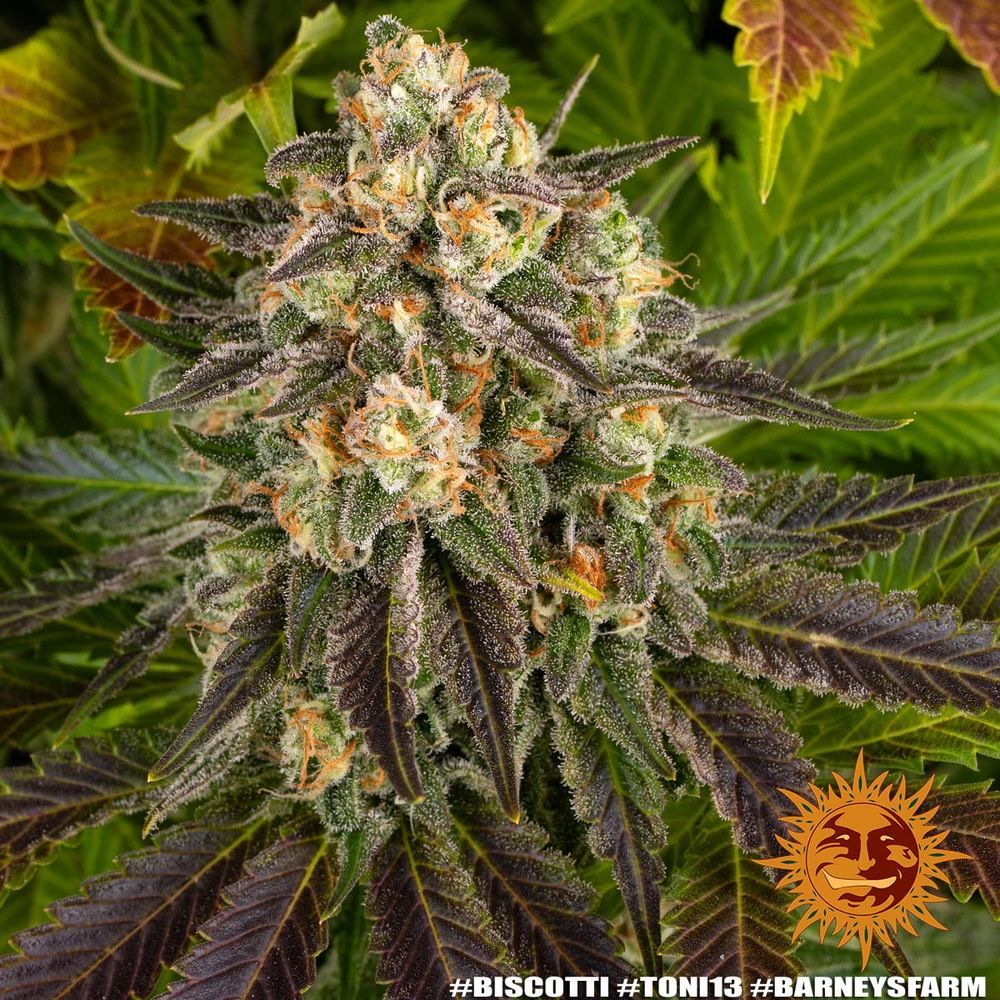 Barney's Farm - Biscotti (fem.)