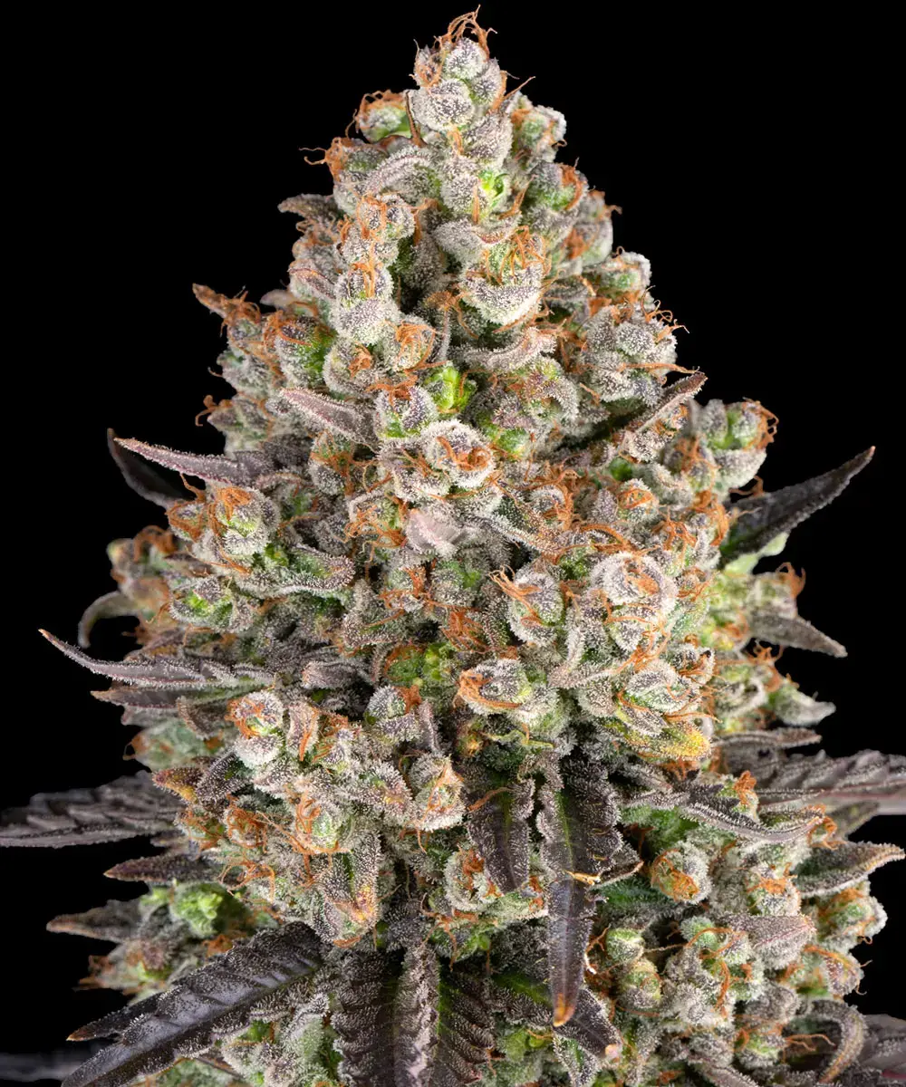 Barney's Farm - OG Kush (fem.)