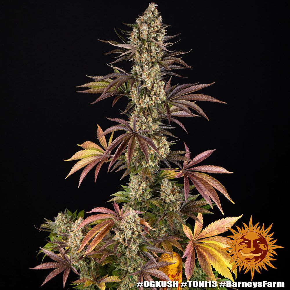 Barney's Farm - OG Kush (fem.)
