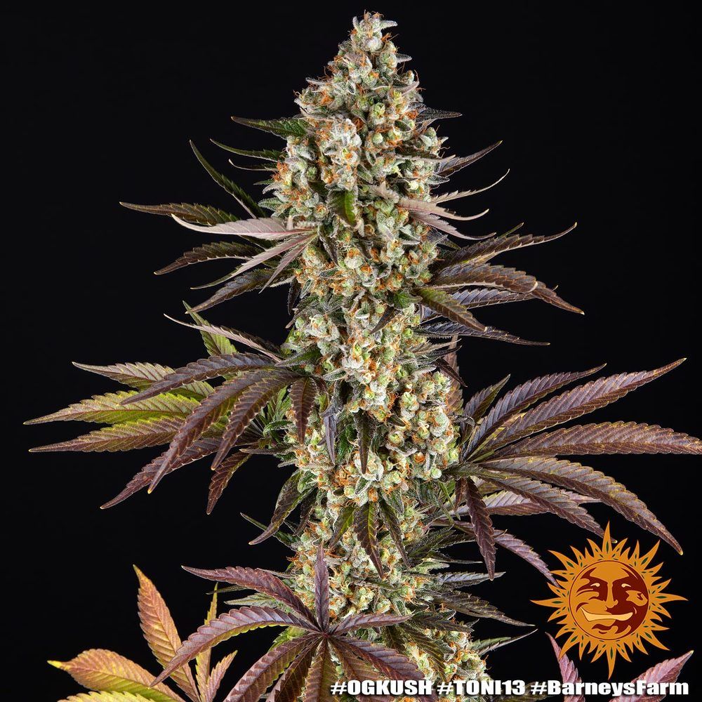 Barney's Farm - OG Kush (fem.)