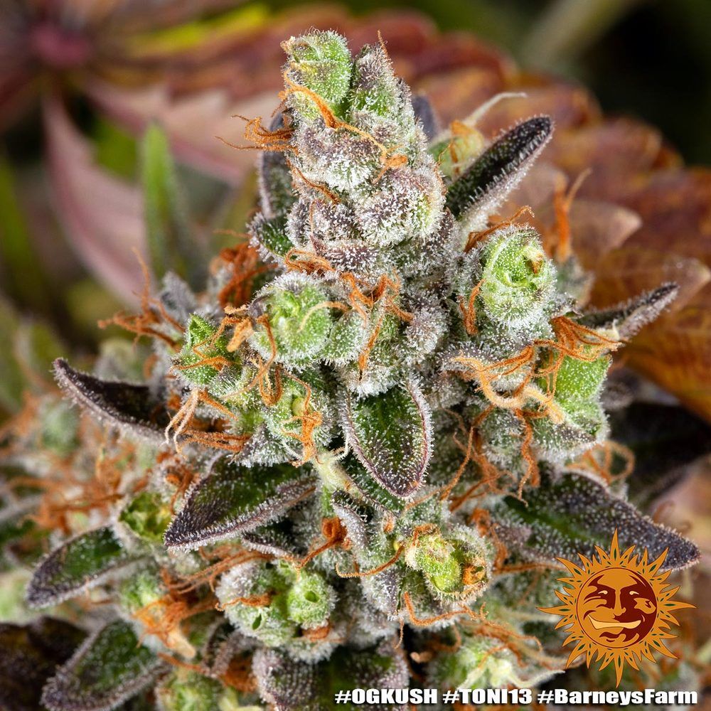 Barney's Farm - OG Kush (fem.)