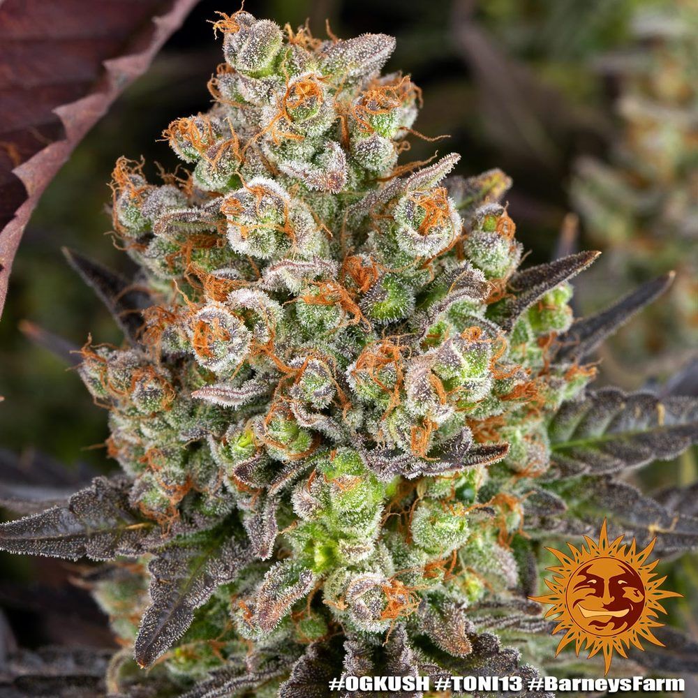 Barney's Farm - OG Kush (fem.)