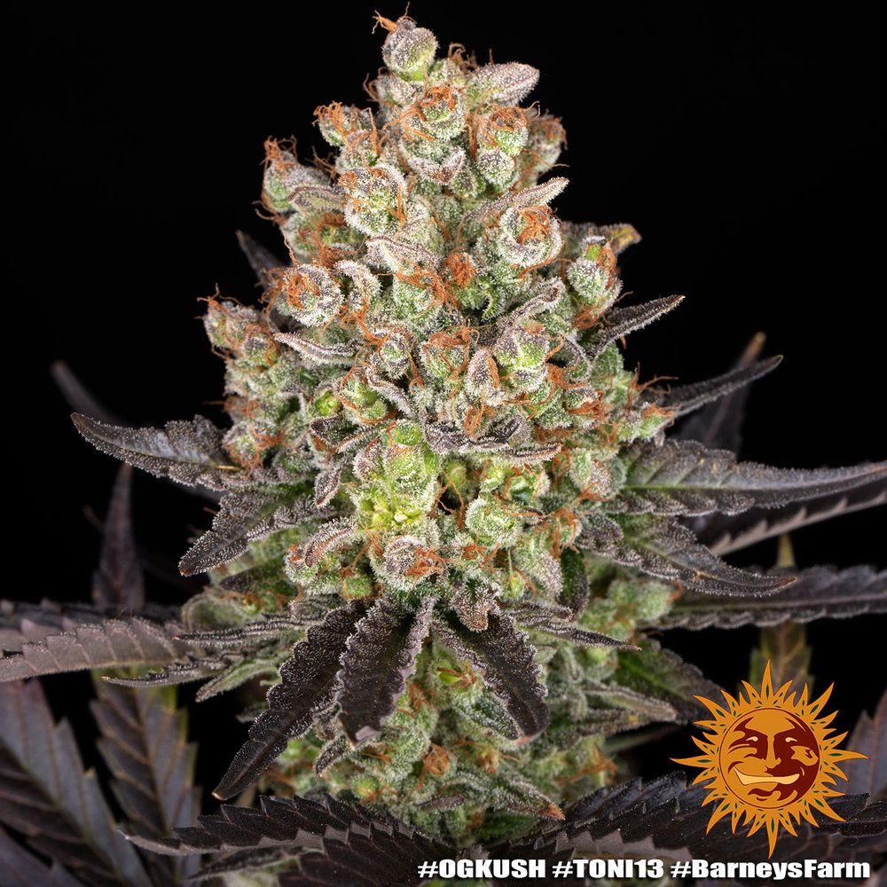 Barney's Farm - OG Kush (fem.)