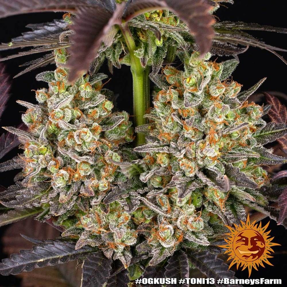 Barney's Farm - OG Kush (fem.)