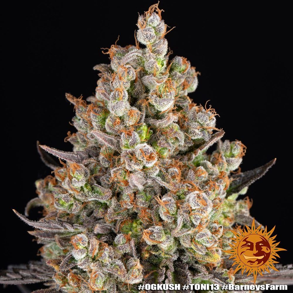 Barney's Farm - OG Kush (fem.)