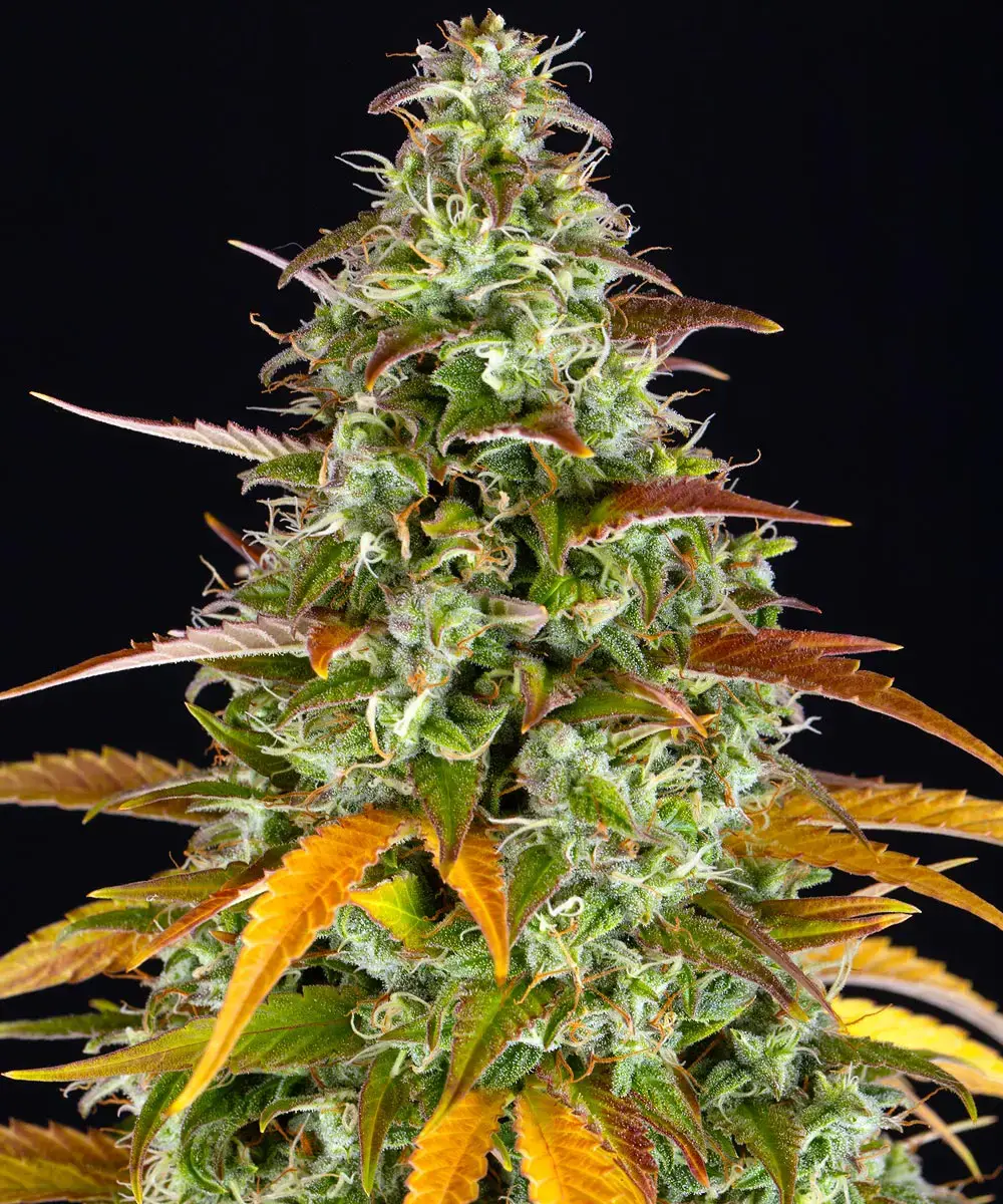 Barney's Farm - Watermelon Zkittlez Auto (auto/fem.)