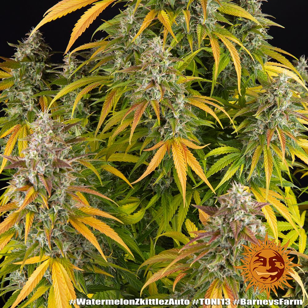 Barney's Farm - Watermelon Zkittlez Auto (auto/fem.)