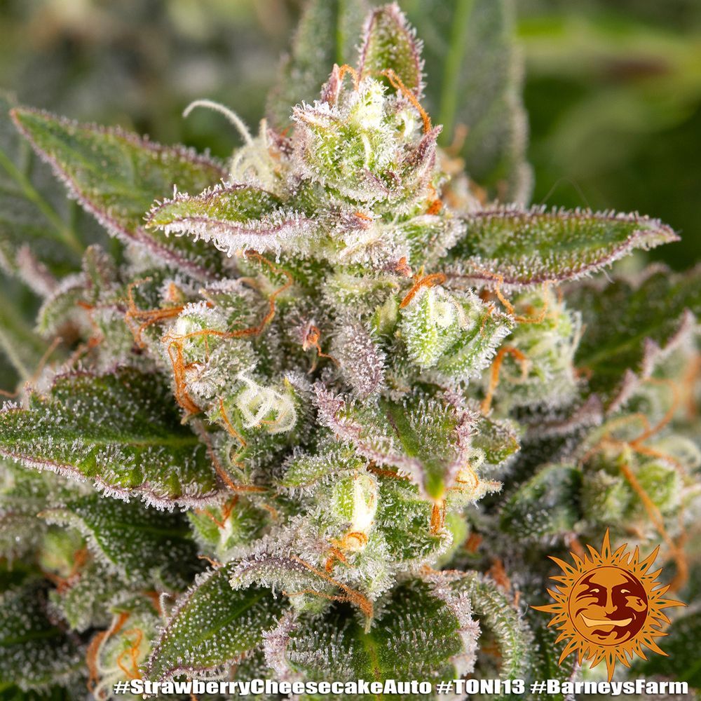 Barney's Farm - Strawberry Cheesecake Auto (auto/fem.)