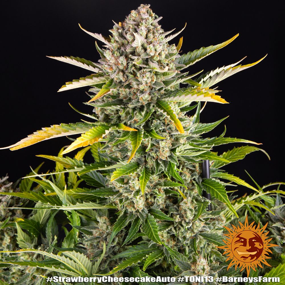 Barney's Farm - Strawberry Cheesecake Auto (auto/fem.)