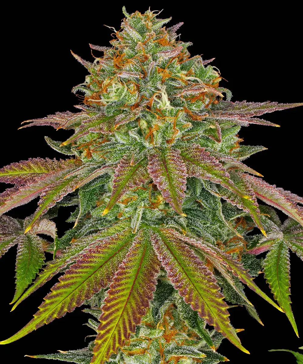 Barney's Farm - Wedding Cake (fem.)