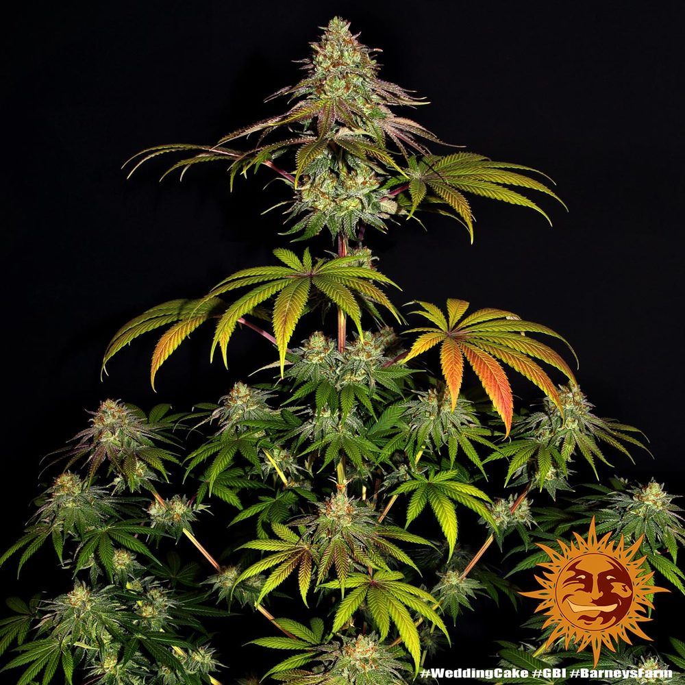 Barney's Farm - Wedding Cake (fem.)