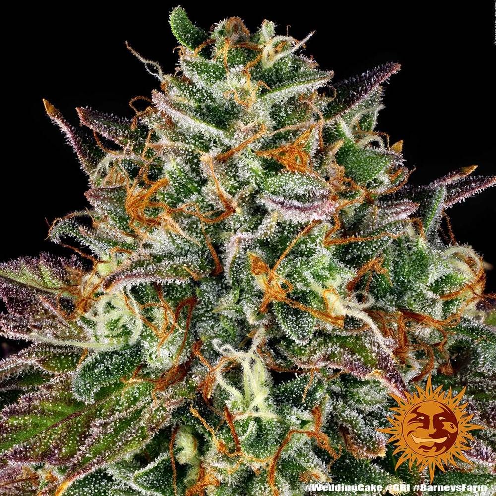 Barney's Farm - Wedding Cake (fem.)