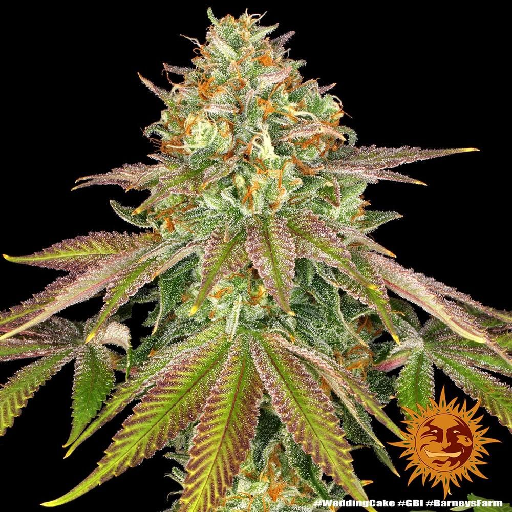 Barney's Farm - Wedding Cake (fem.)