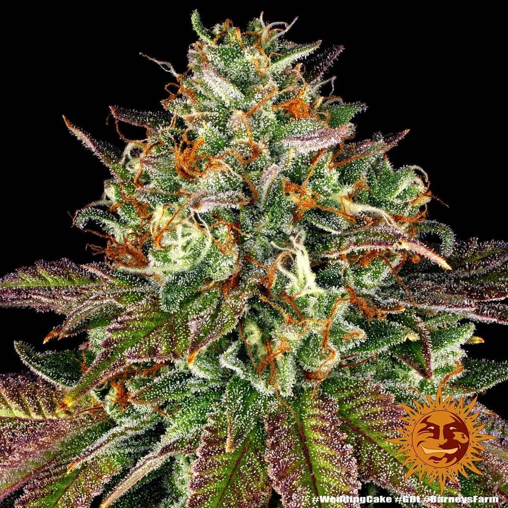 Barney's Farm - Wedding Cake (fem.)