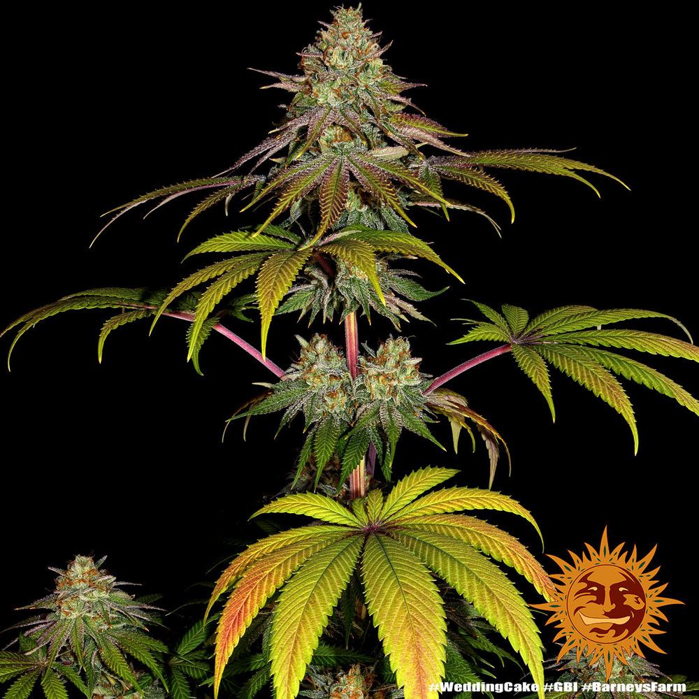 Barney's Farm - Wedding Cake (fem.)