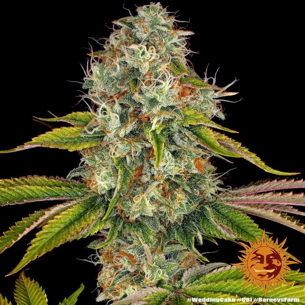 Barney's Farm - Wedding Cake (fem.)