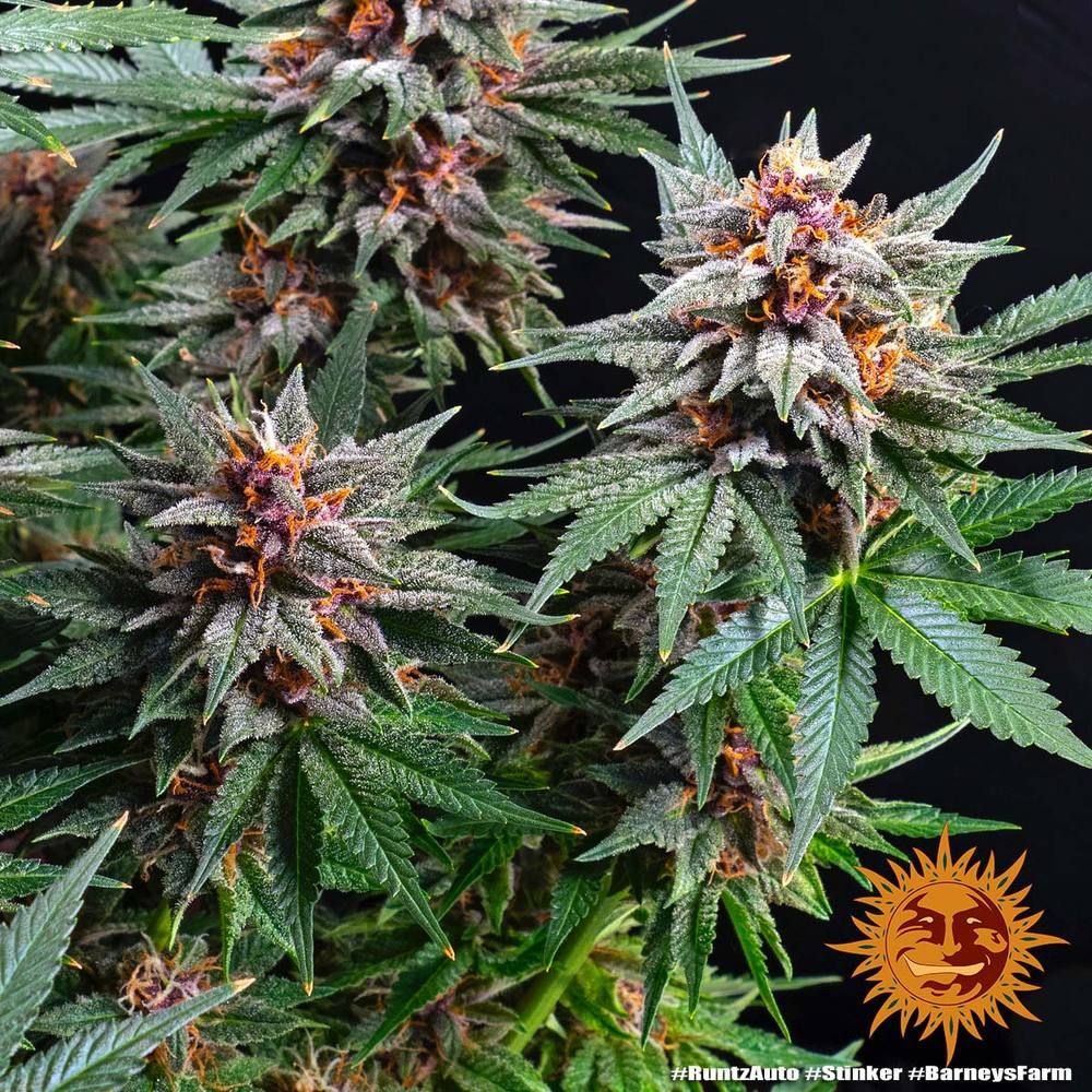Barney's Farm - Runtz Auto (auto/fem.)