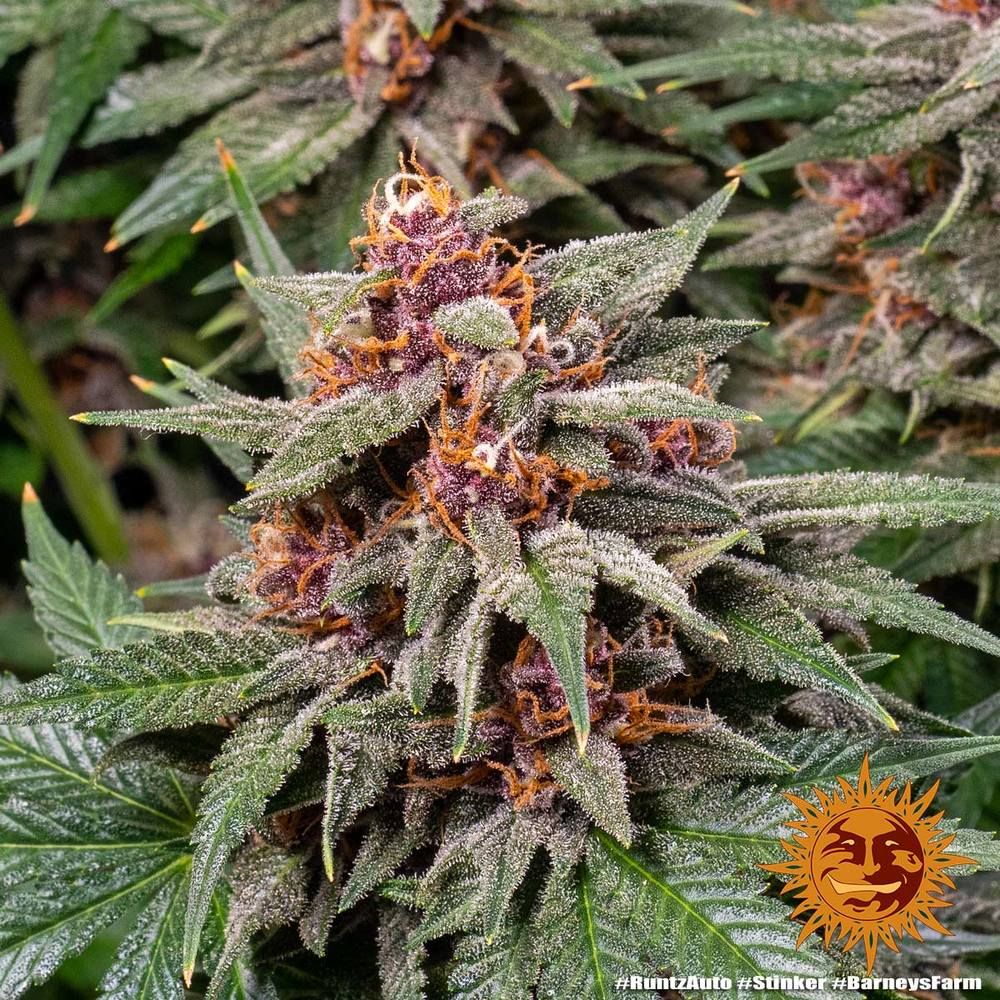 Barney's Farm - Runtz Auto (auto/fem.)