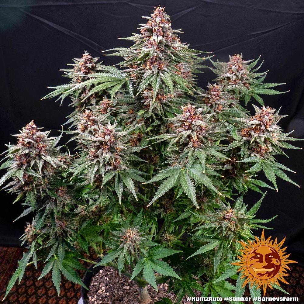 Barney's Farm - Runtz Auto (auto/fem.)