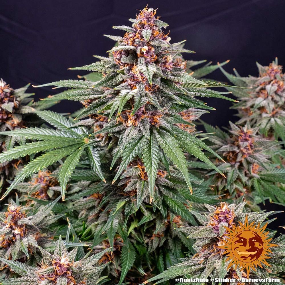 Barney's Farm - Runtz Auto (auto/fem.)