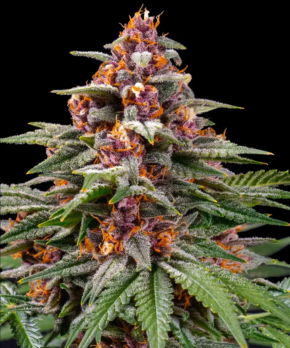 Barney's Farm - Runtz Auto (auto/fem.)